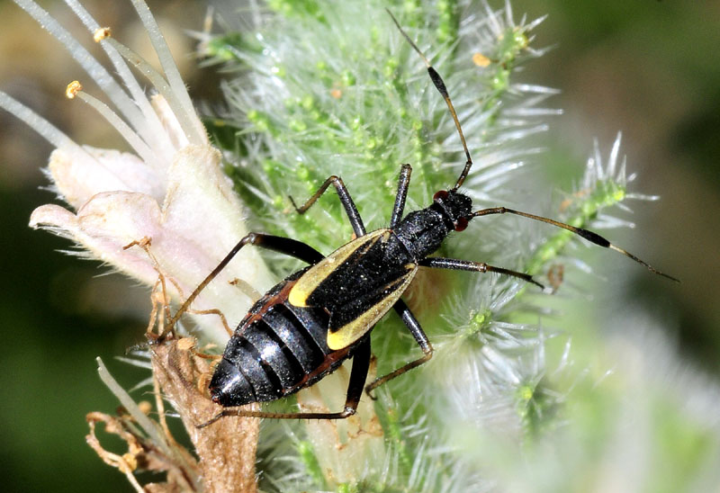 Miridae:  Aphanosoma italicum